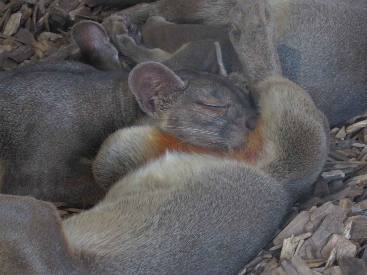 Fossa cub cuddle pile