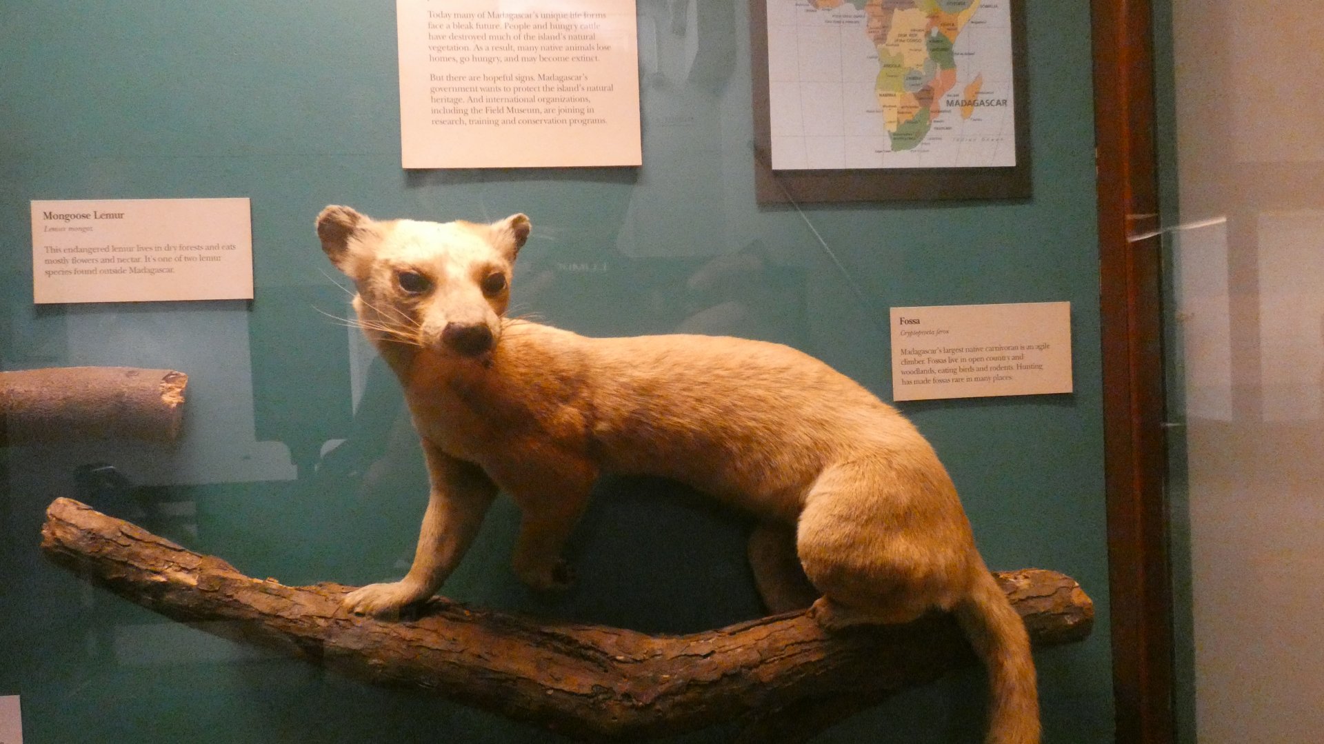 Fossa Display, Mammals of Africa - Feb. 2022