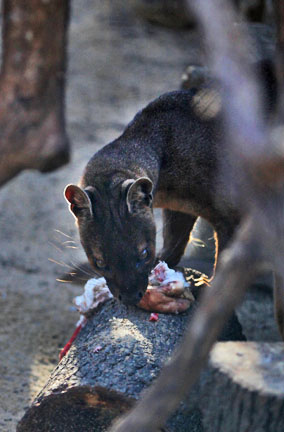 fossa eating