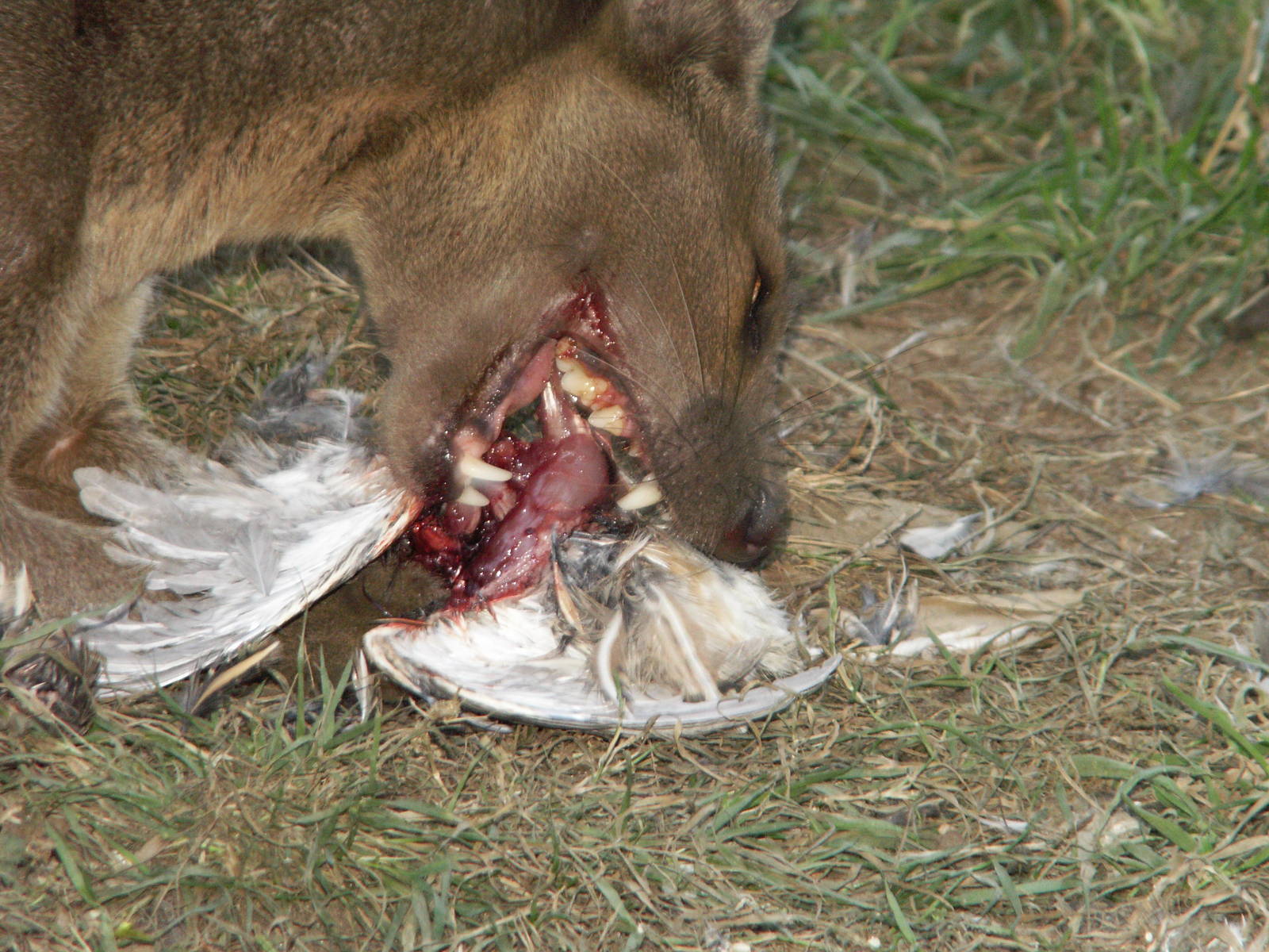 Fossa eating