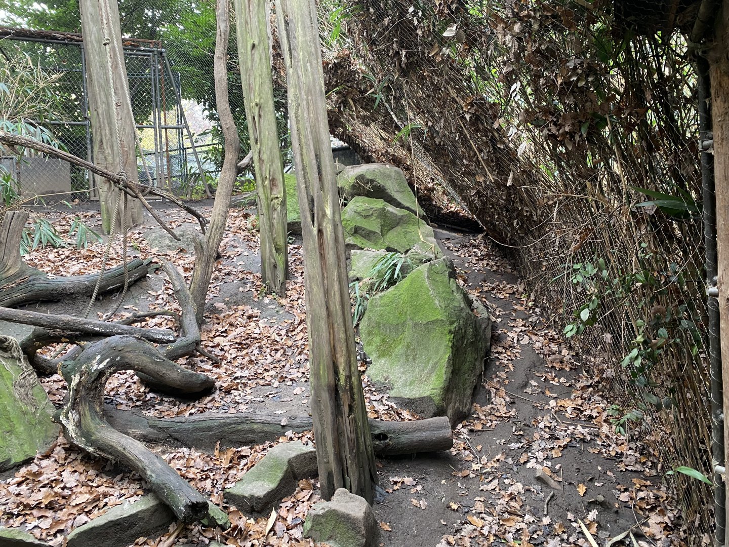 Fossa enclosure 011219