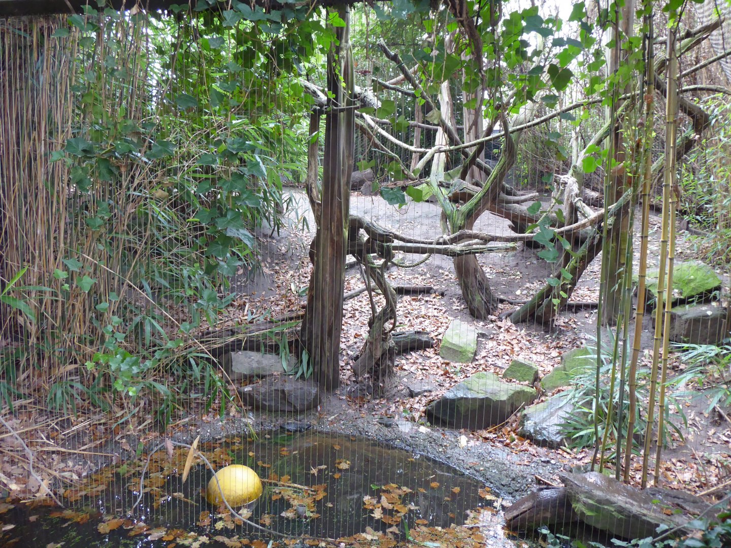 Fossa enclosure 011219