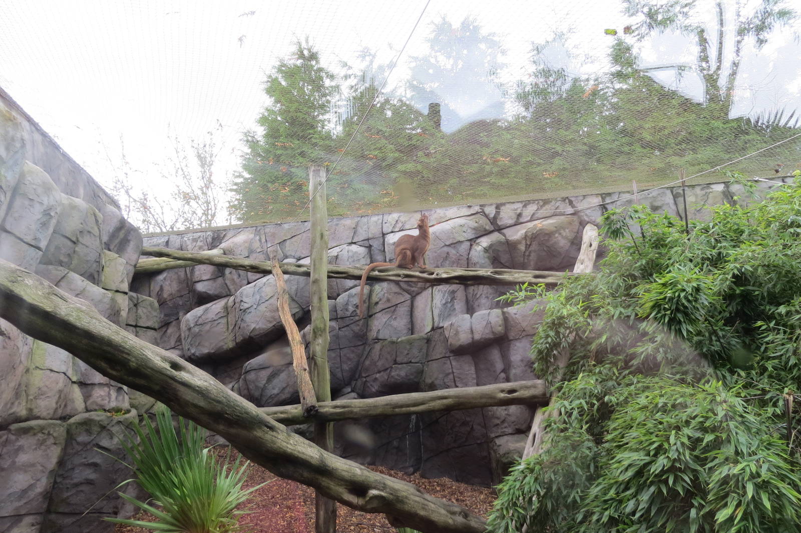 Fossa Enclosure 10/14