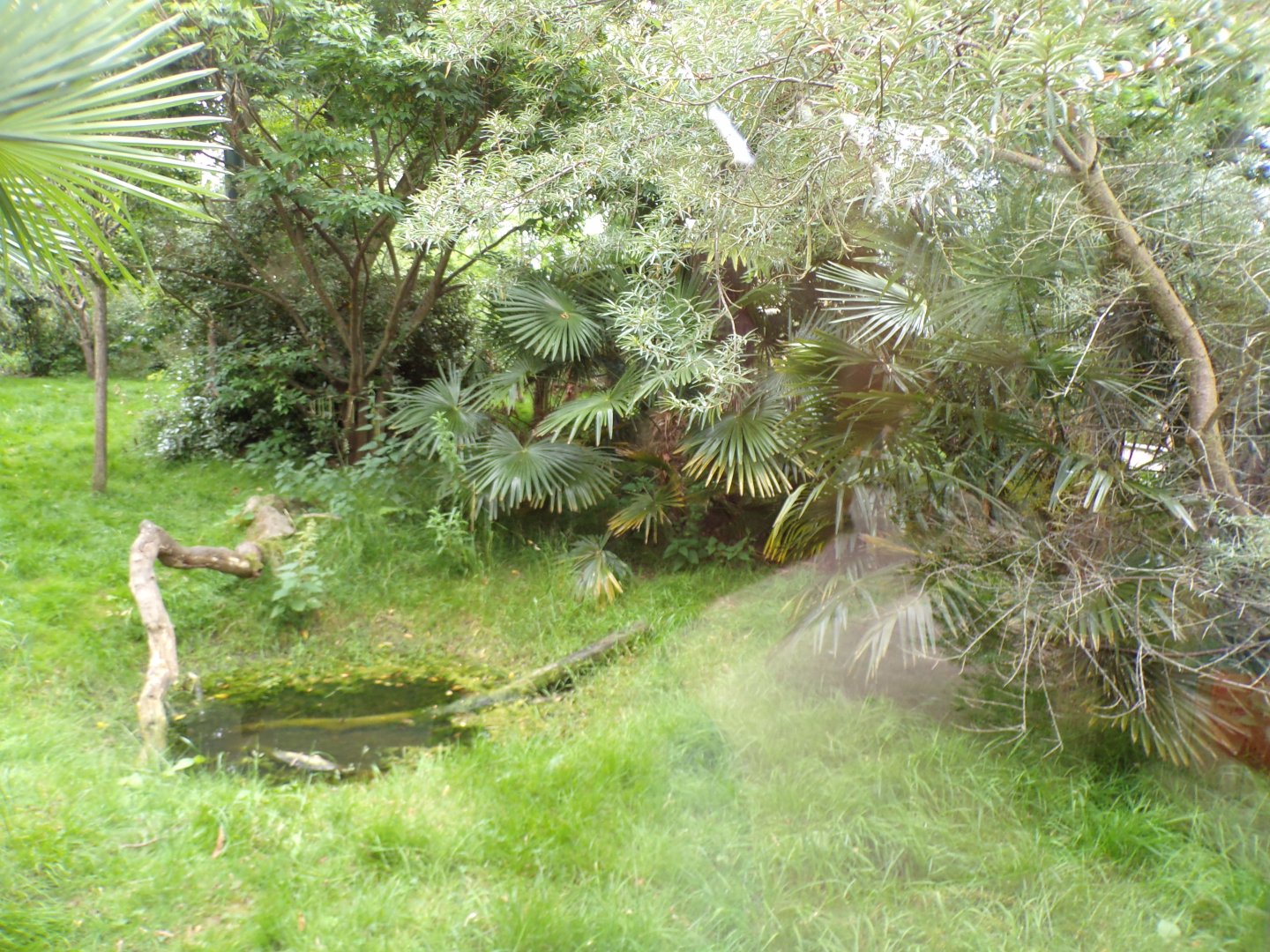 Fossa enclosure 29.6.24