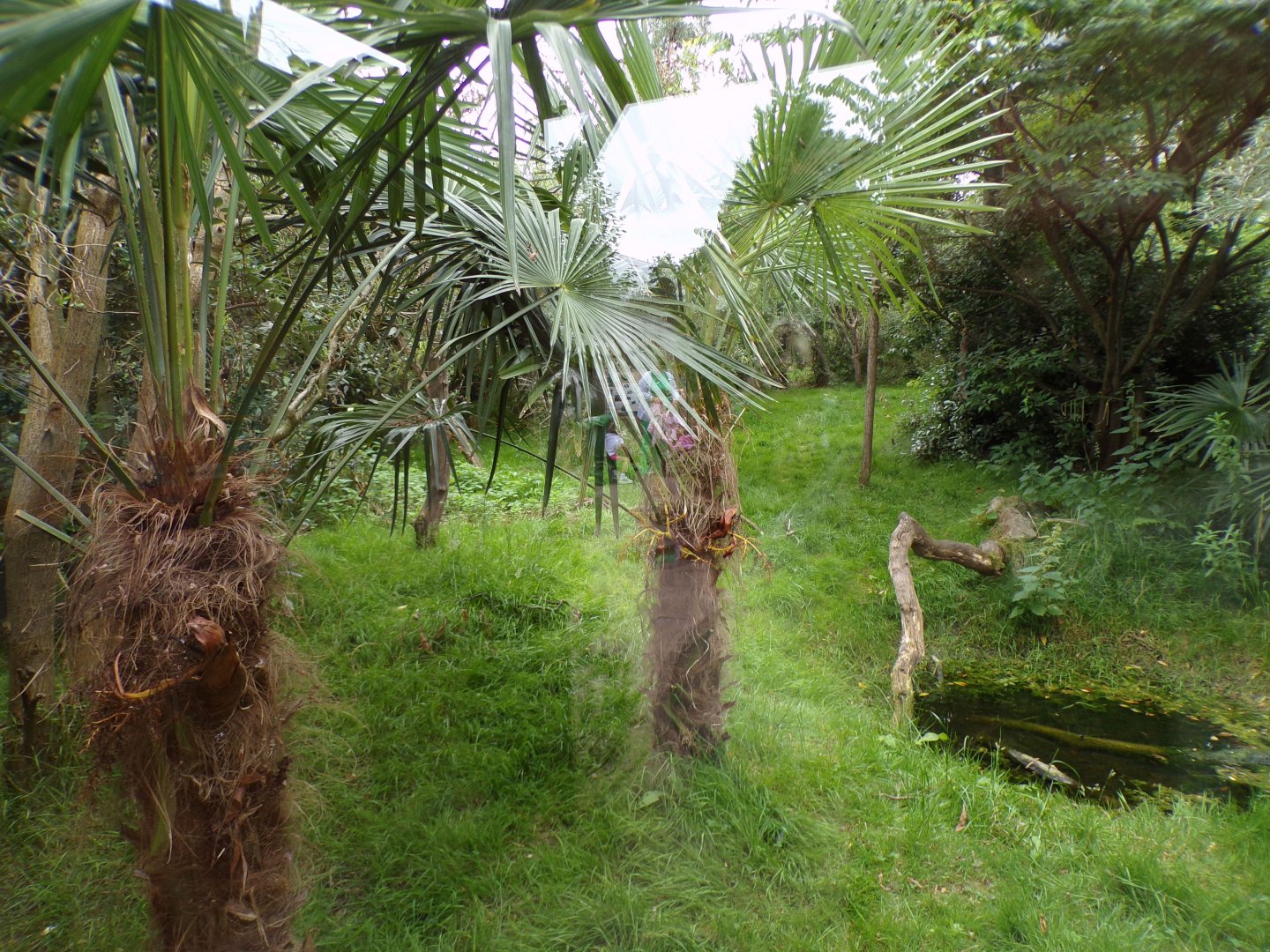 Fossa enclosure 29.6.24