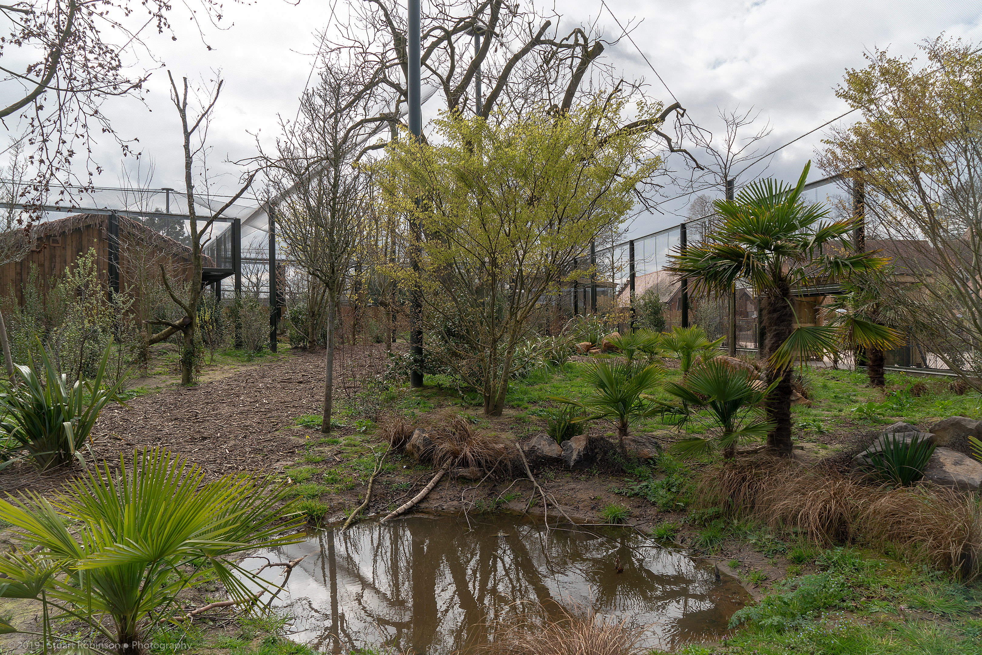 Fossa Enclosure - Madagascar Exhibit - 26/03/2019