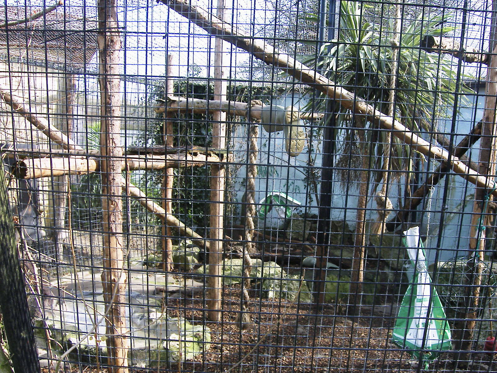 fossa enclosure @ newquay zoo