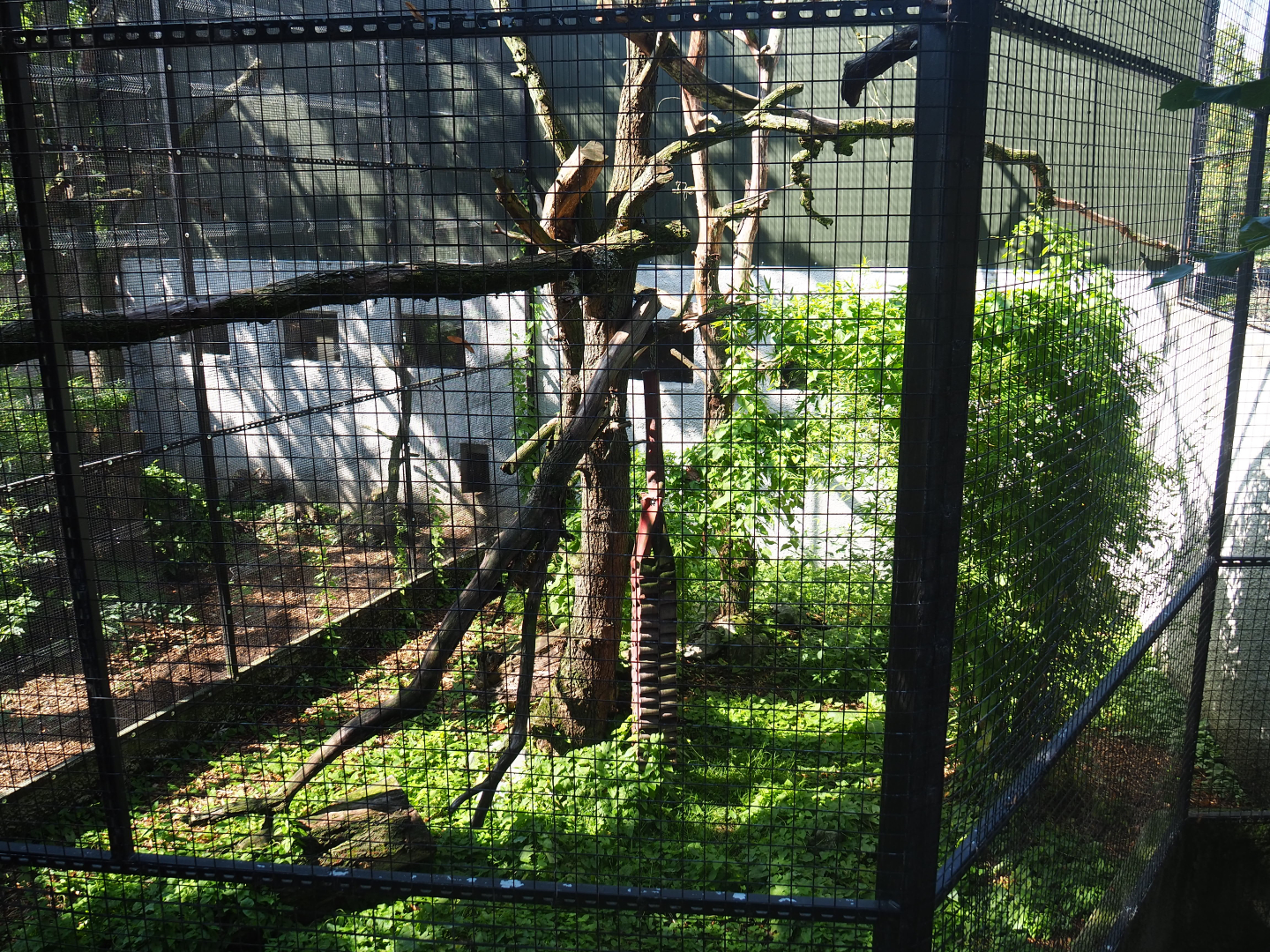 Fossa exhibit, 2019-08-04