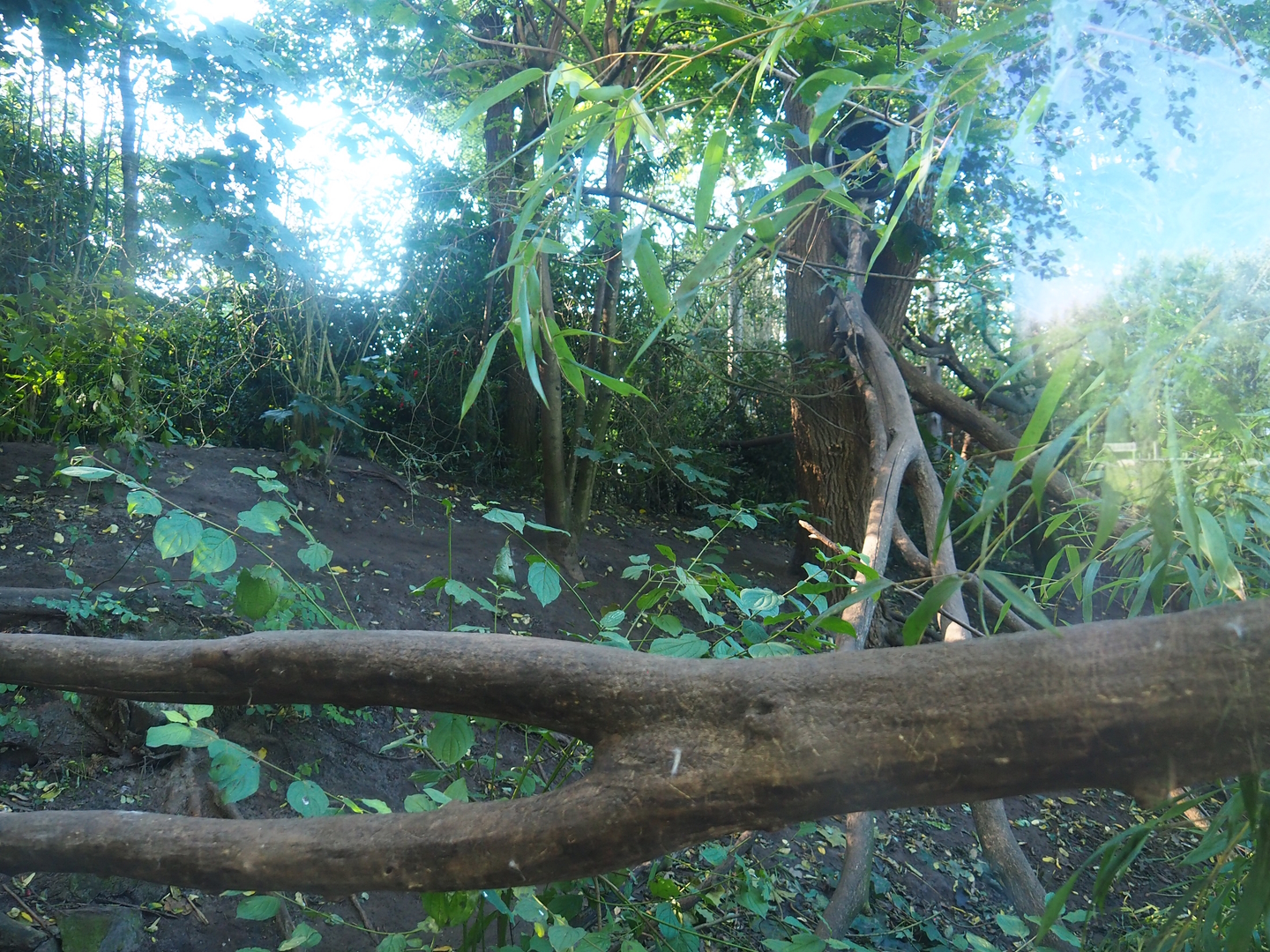 Fossa exhibit, 2022-10-09