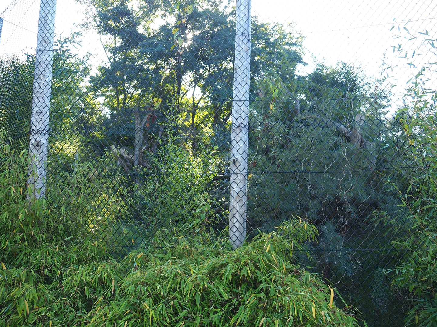 Fossa exhibit, 2022-10-09