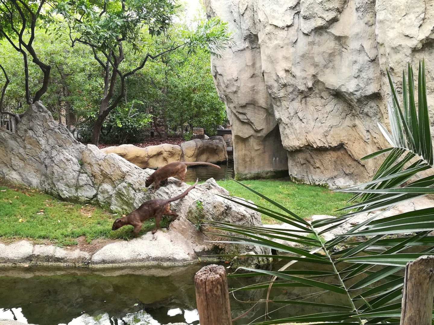 Fossa exhibit -Bioparc Valencia (Summer 2017)