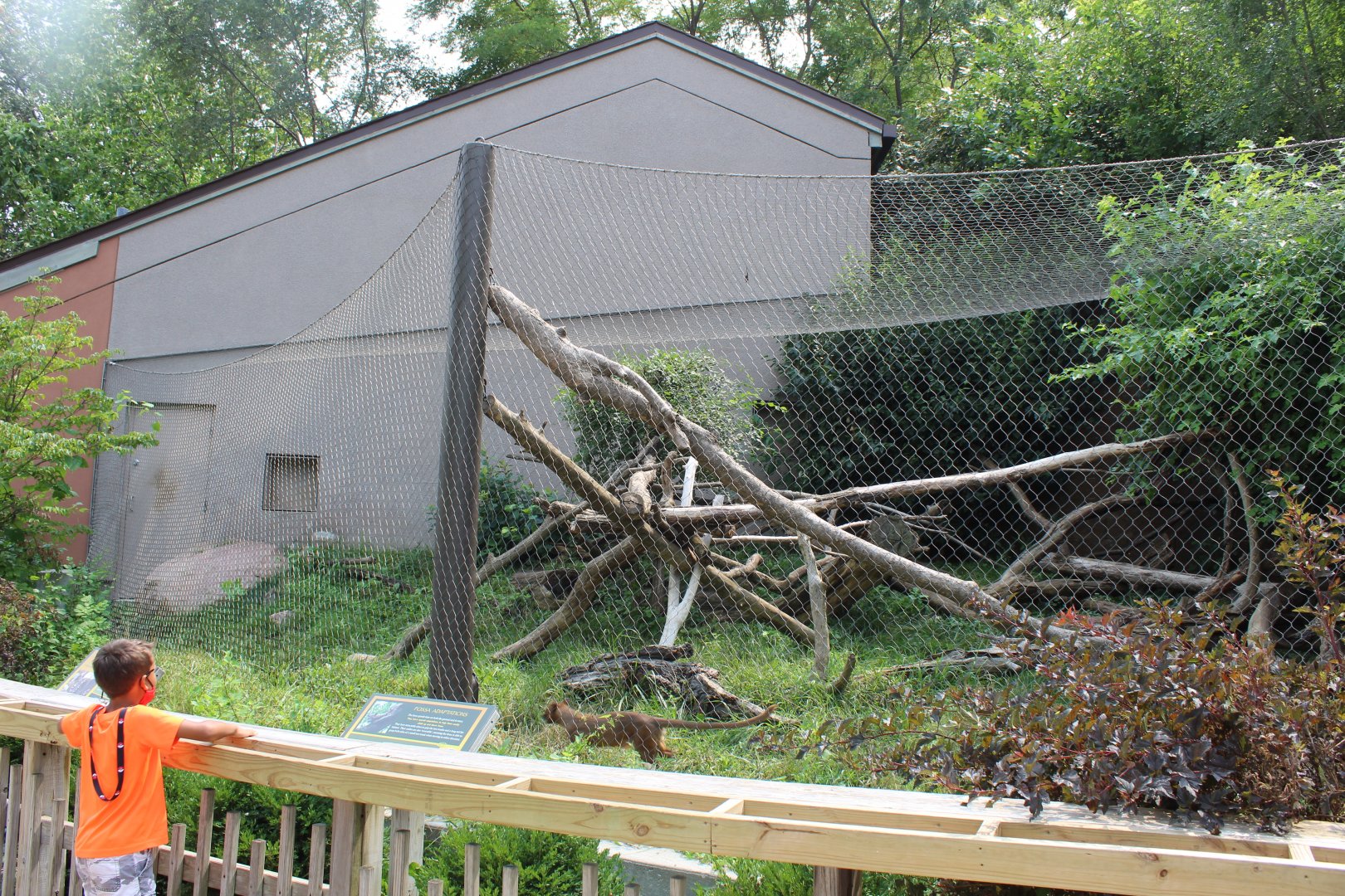 Fossa Exhibit - Exhibition Madagascar