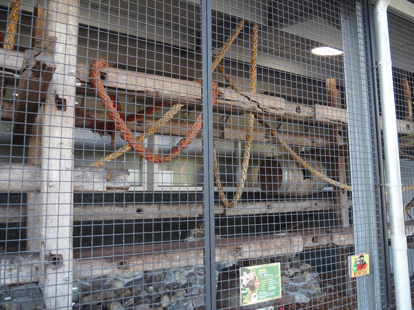 Fossa exhibit in the entrance building, 2025-04-12