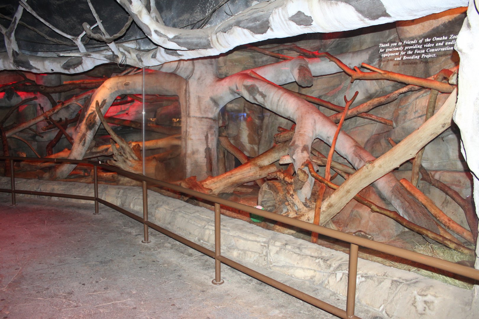 Fossa Exhibit - Kingdoms of the Night