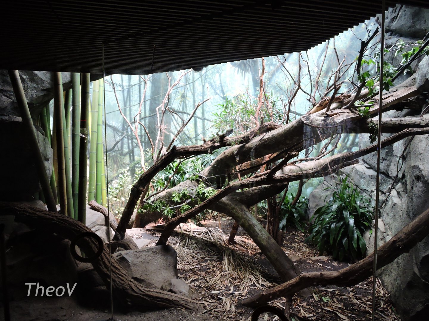 Fossa exhibit -  Madagascar! [2015]