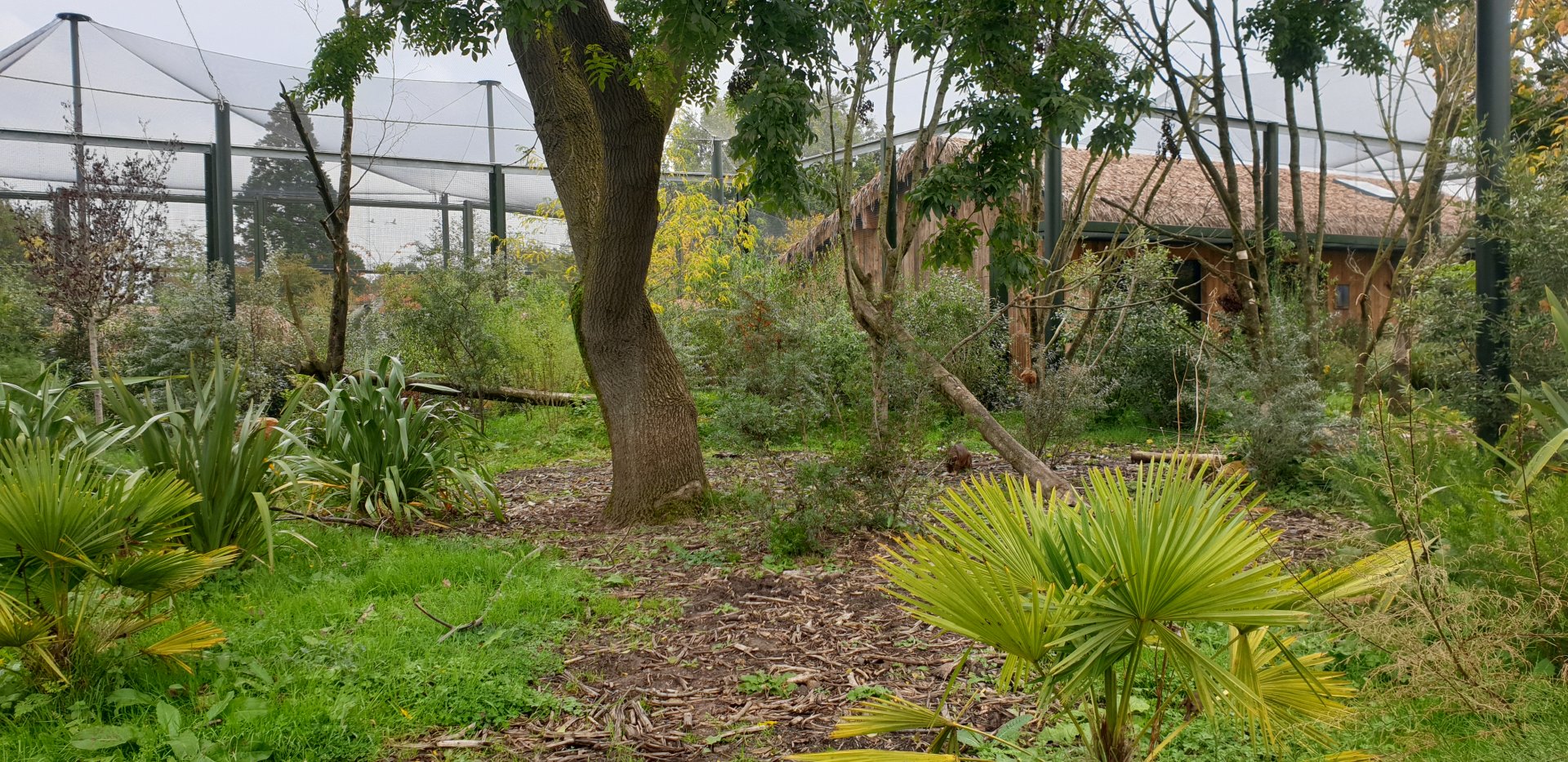Fossa exhibit, Madagascar