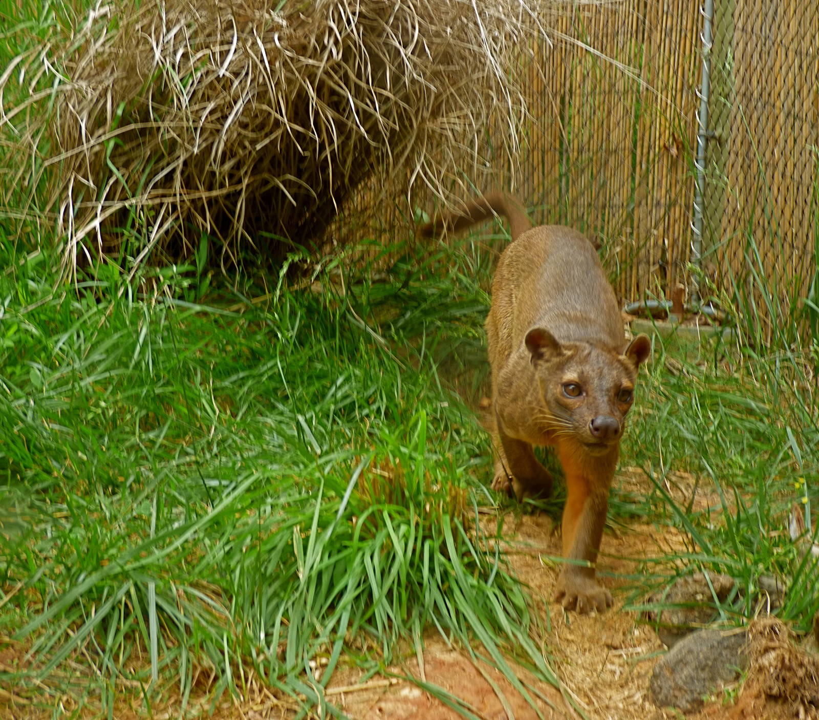 Fossa Exhibit