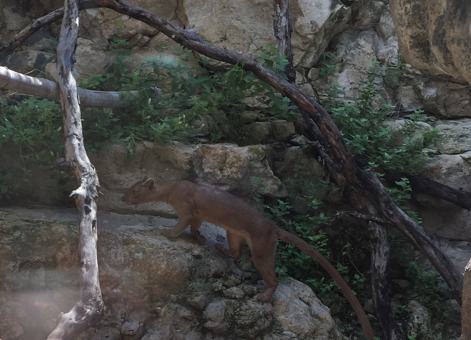 Fossa Exhibit