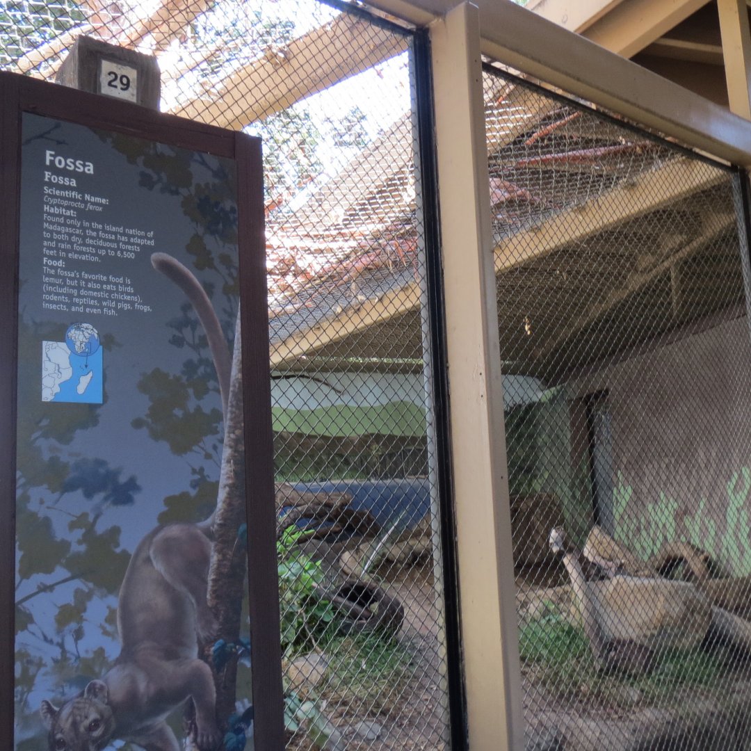 Fossa Exhibit