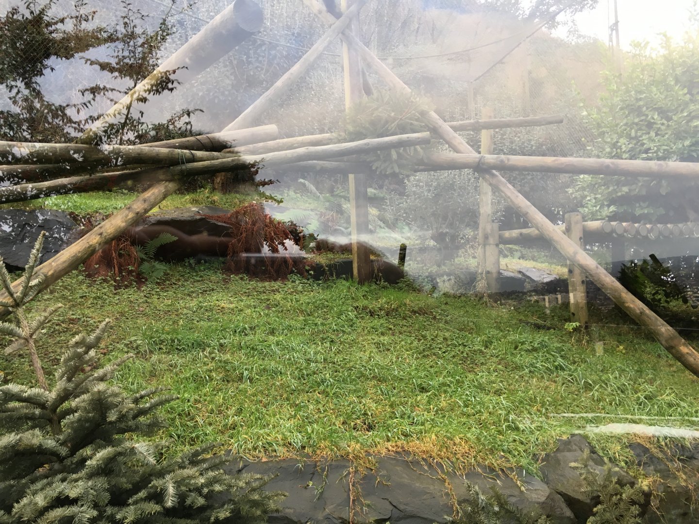 Fossa Exhibit