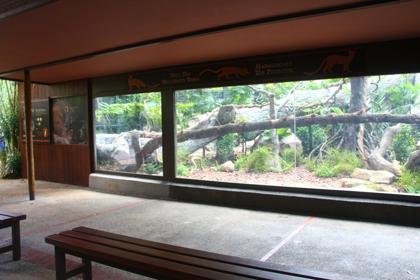 Fossa exhibit