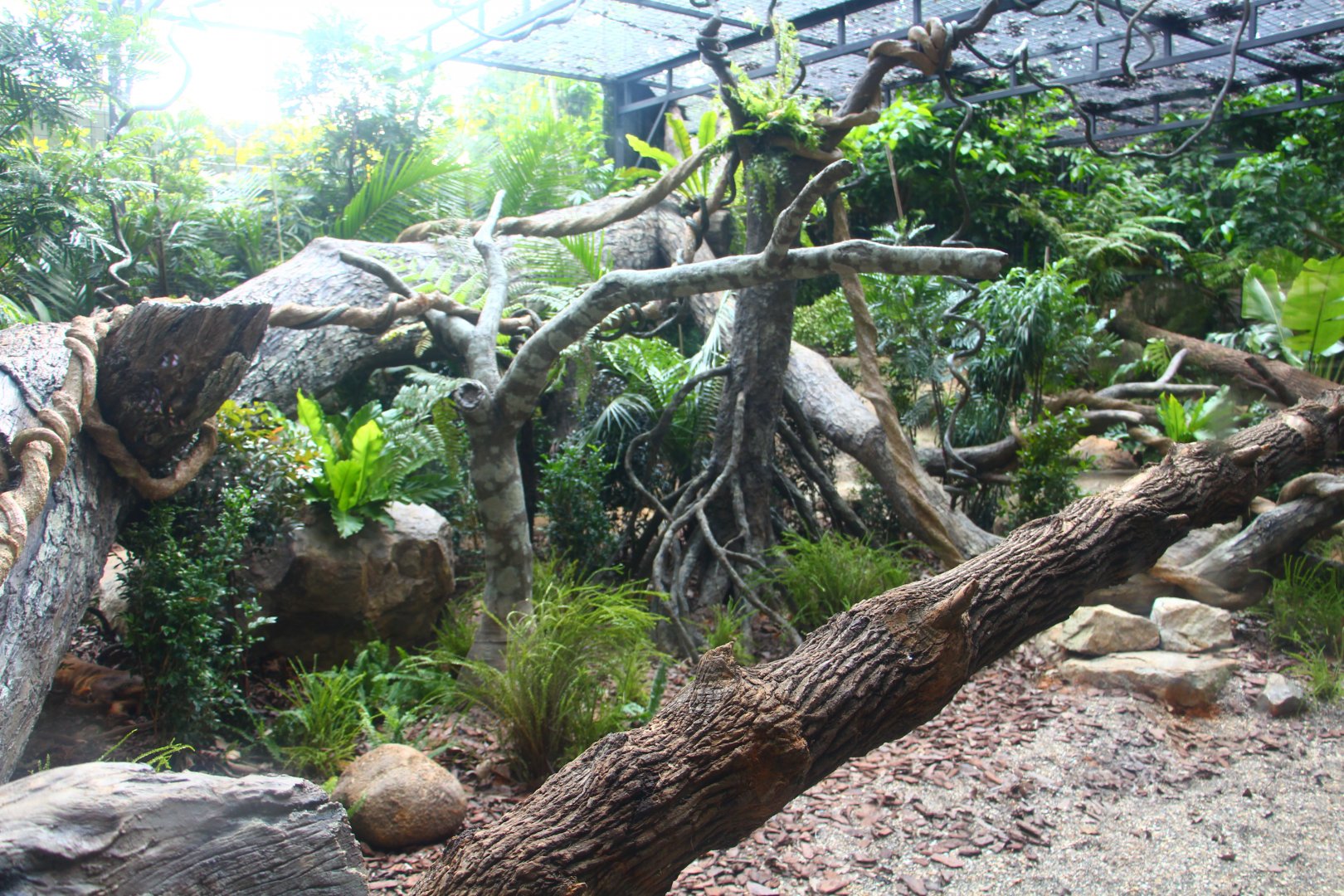 Fossa exhibit