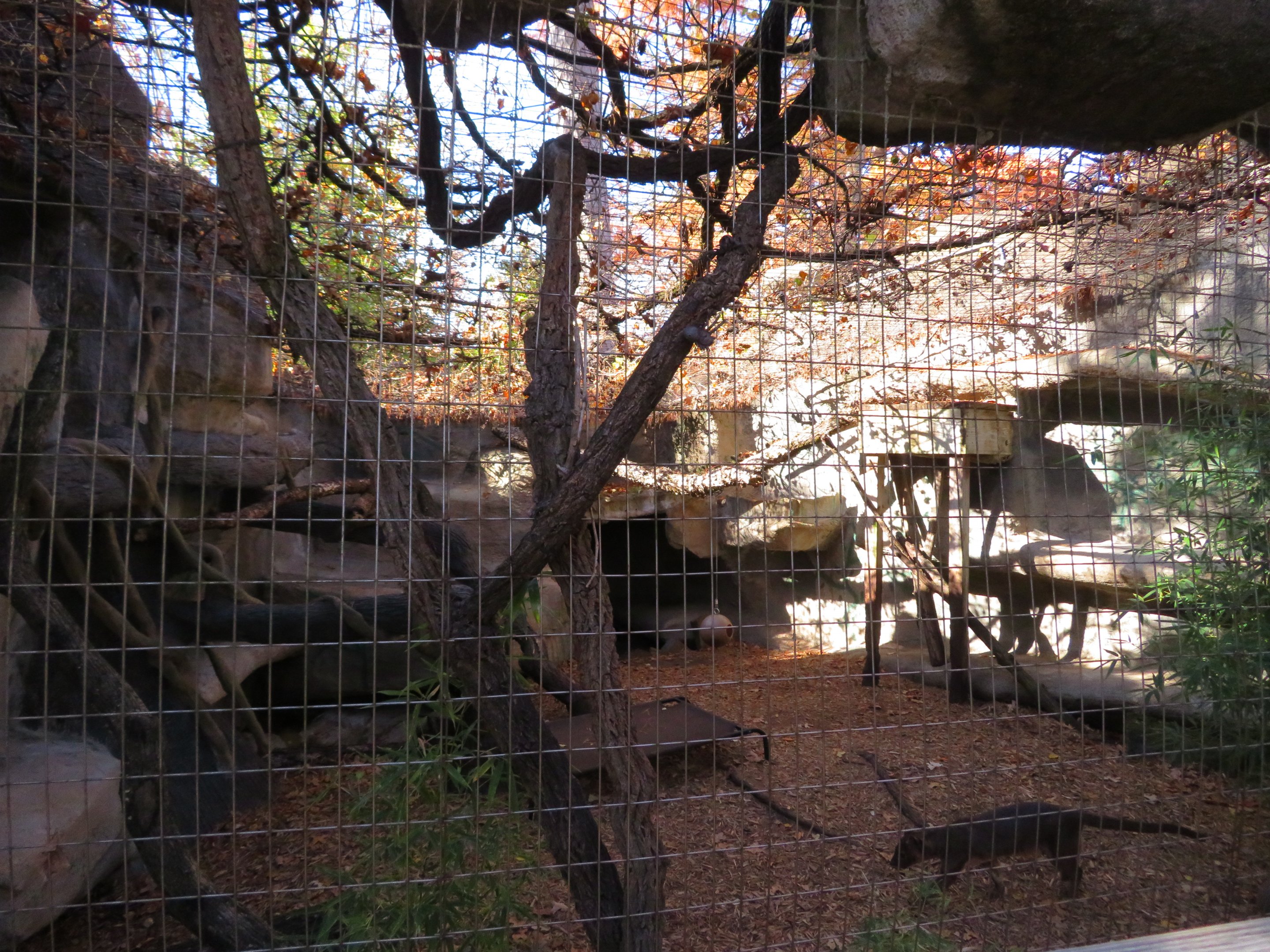 Fossa Exhibit
