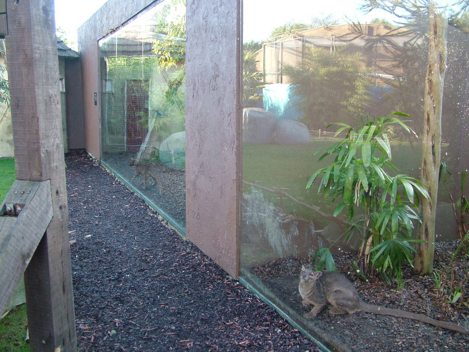 Fossa exhibits at the RSCC 28/11/09