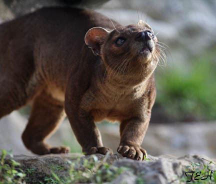 fossa - Feb 2012