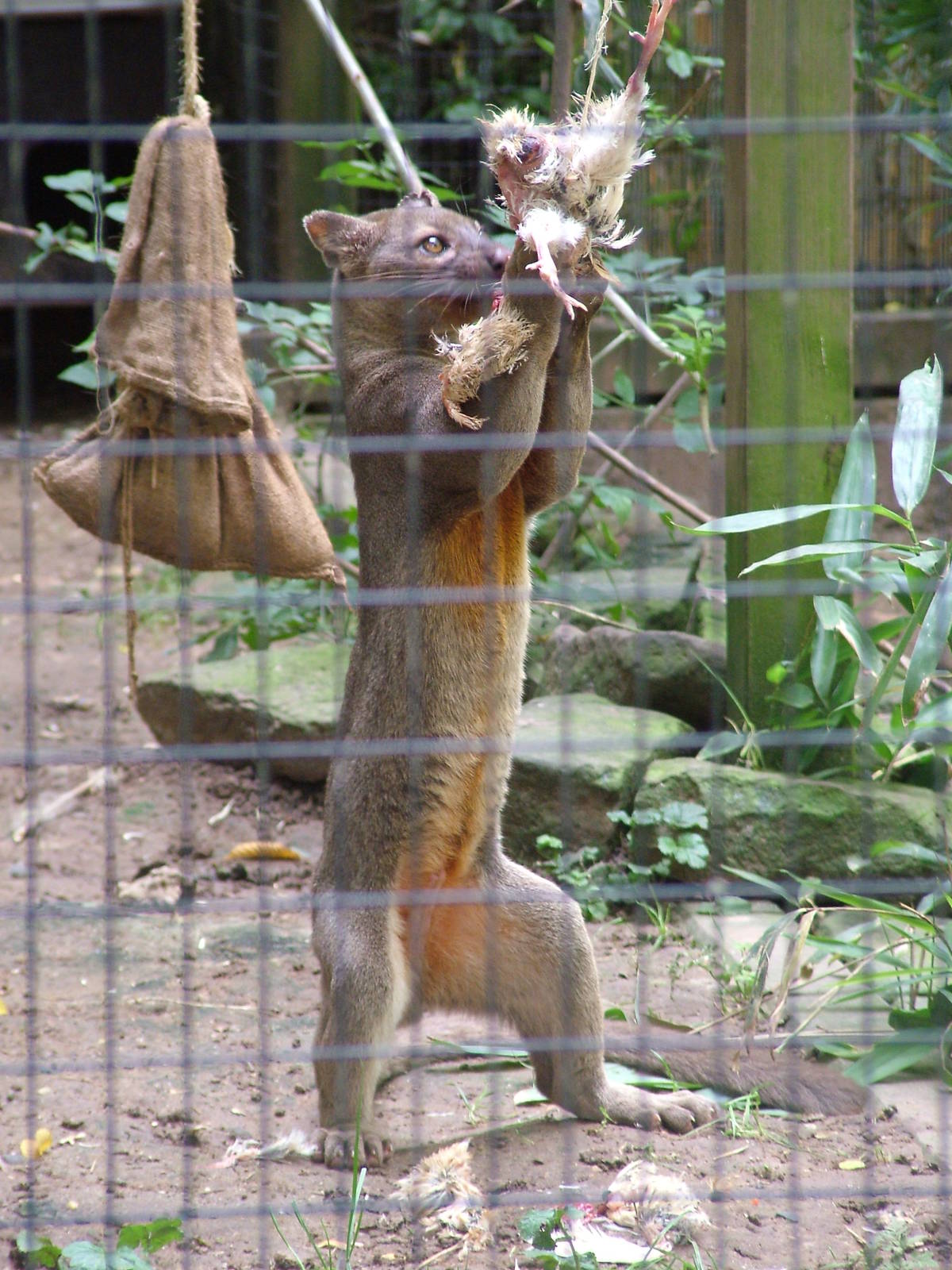 Fossa Feeding at Heidelberg, 05/09/10