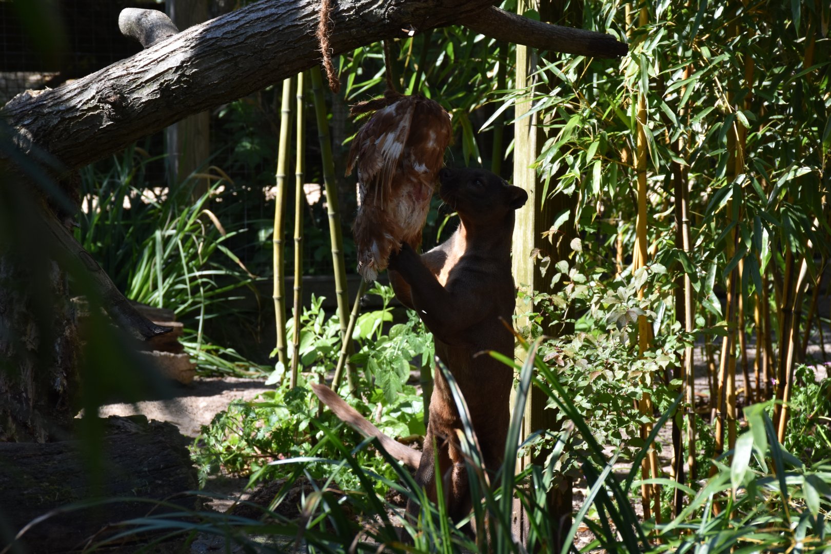 Fossa feeding