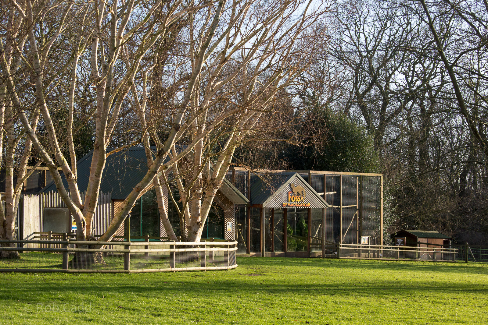 Fossa / fosa (exhibit) : Africa Alive! : 02 Jan 2015