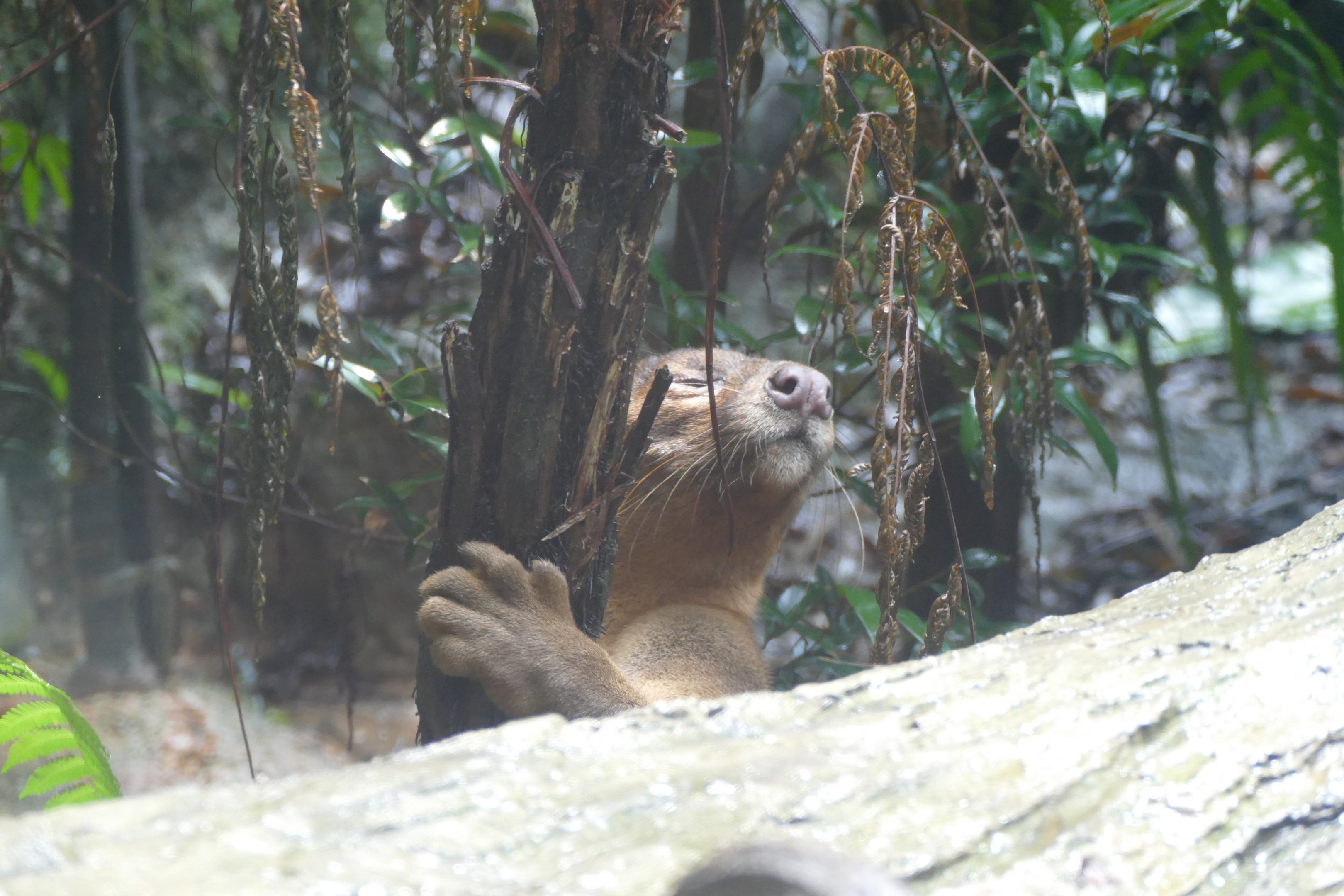 Fossa hugging a tree