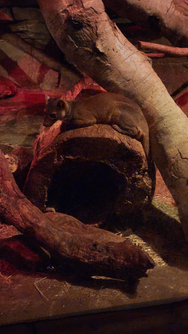 Fossa in Kingdoms of the Night