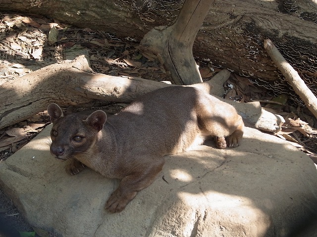 Fossa in Ueno zoo