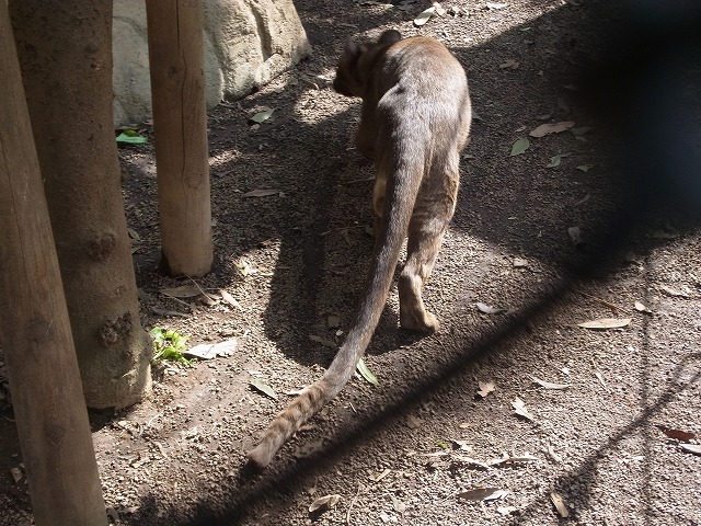 Fossa in Ueno zoo