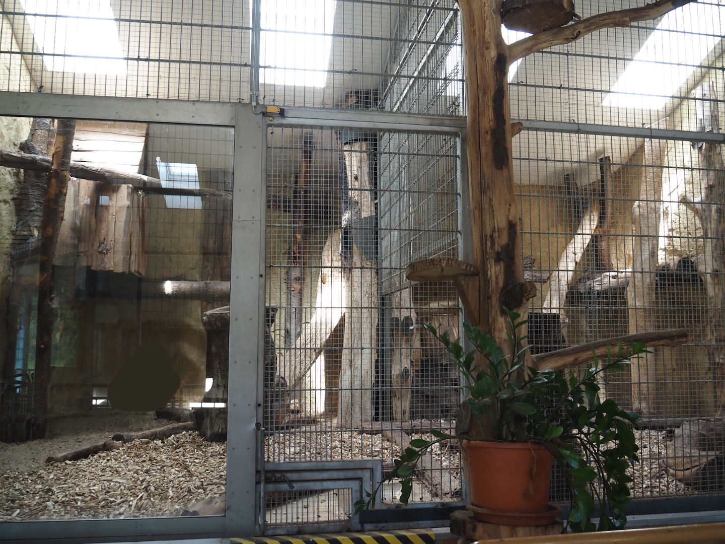 Fossa indoor exhibit, 2024-06-08