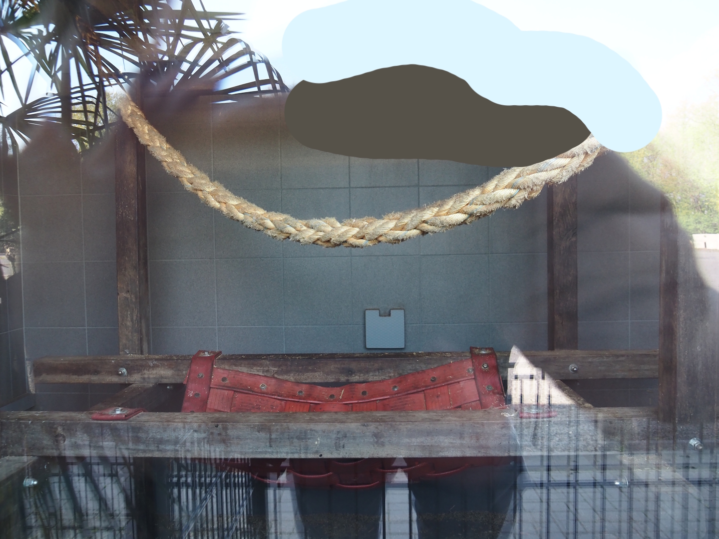 Fossa indoor exhibit in the entrance building, 2025-04-12