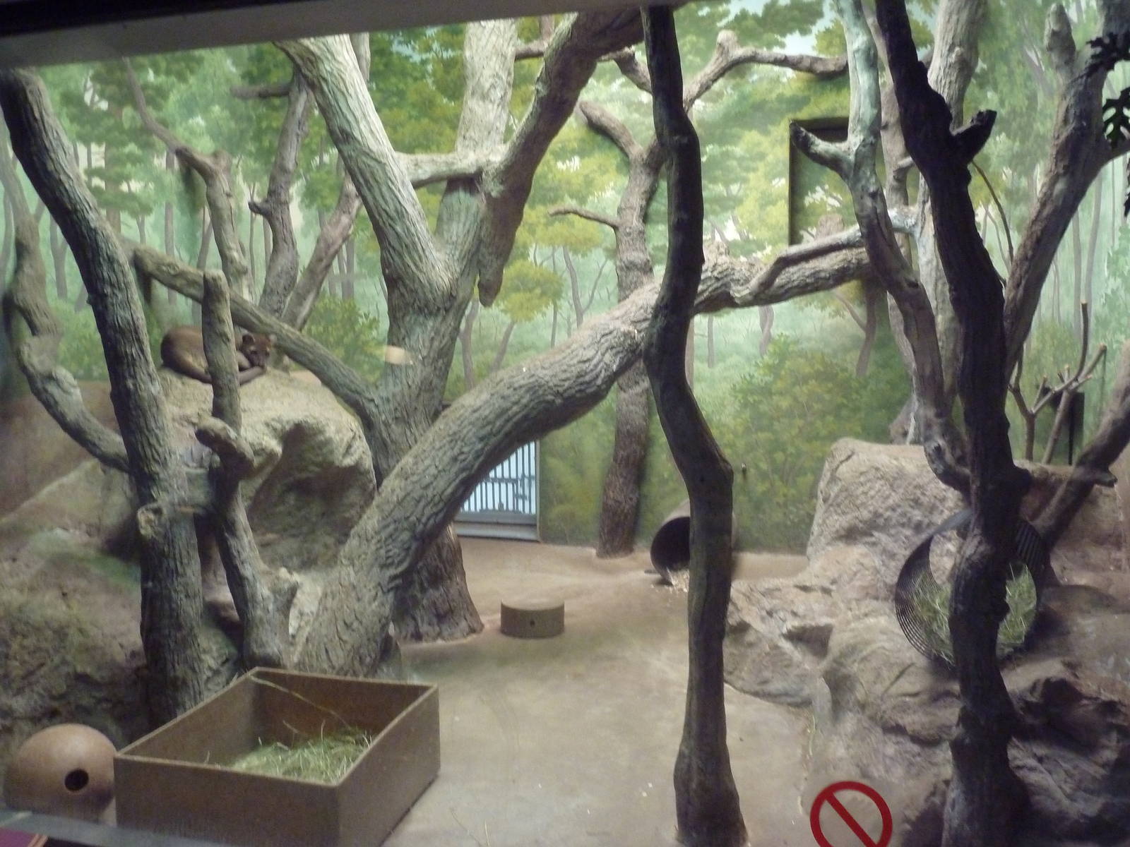 Fossa Indoor Exhibit