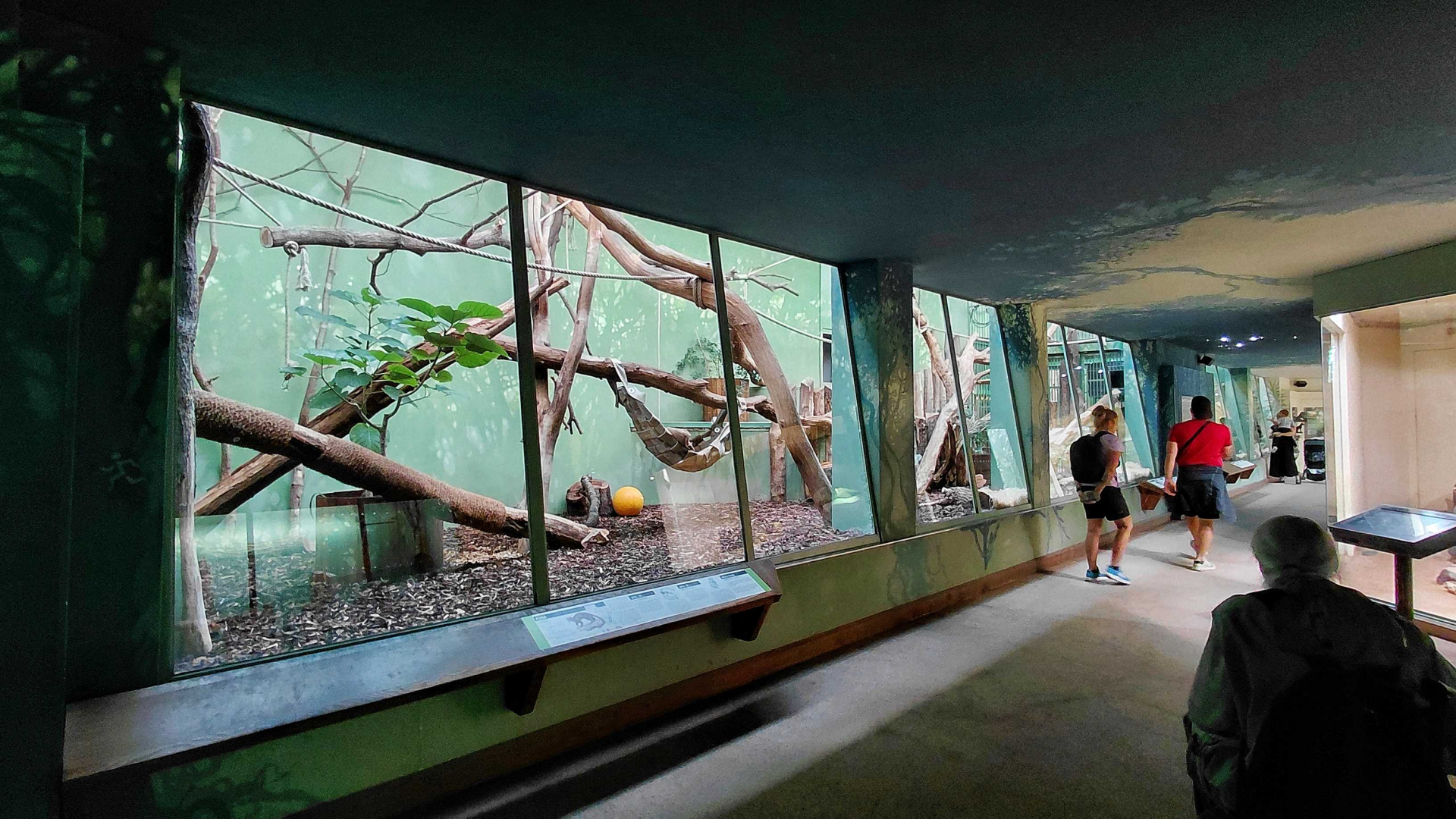Fossa indoor exhibit