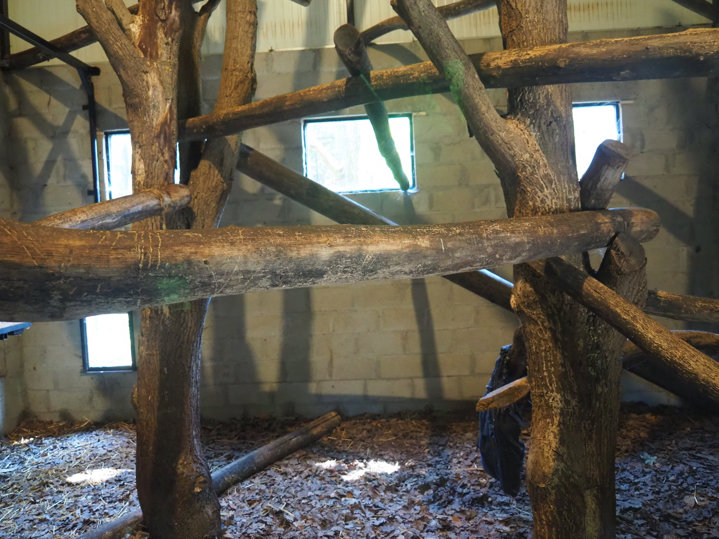 Fossa indoor housing - First exhibit, 2019-08-04