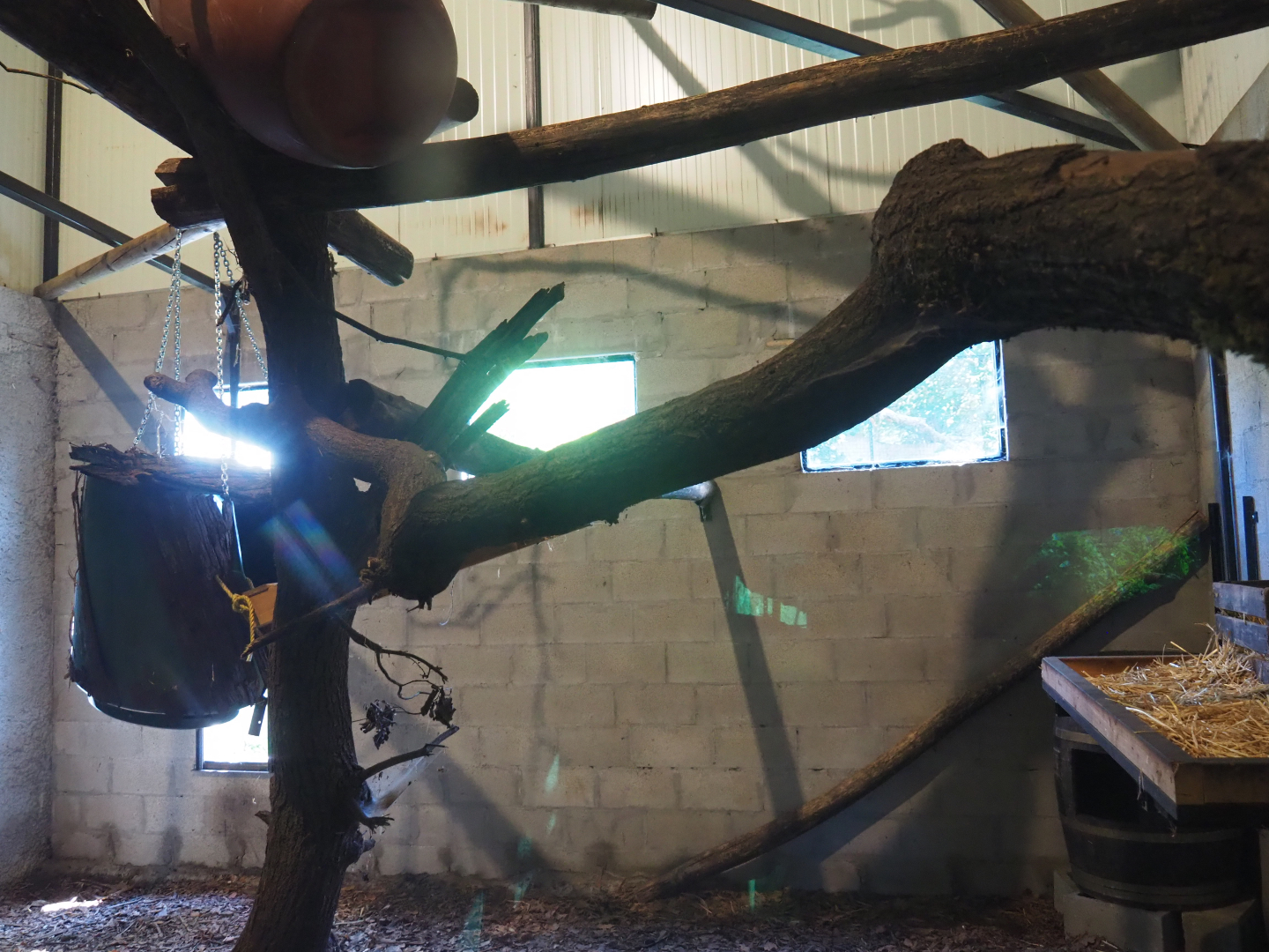 Fossa indoor housing - Second exhibit, 2019-08-04