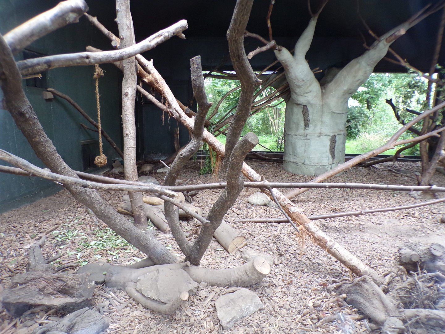 Fossa indoors 29.6.24