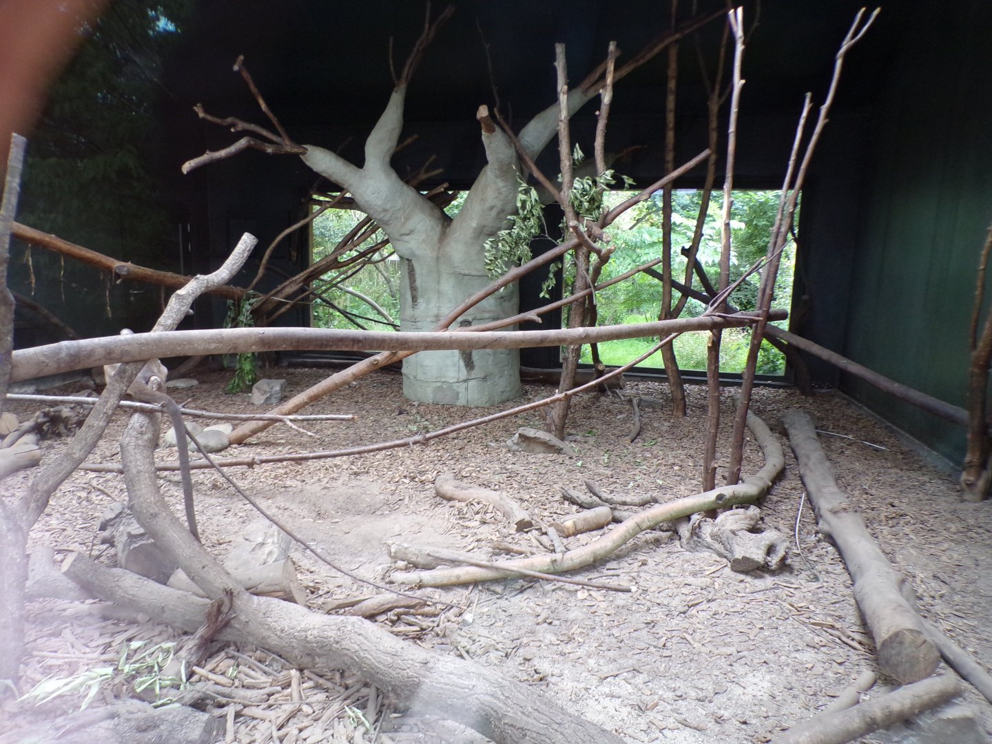 Fossa indoors 29.6.24