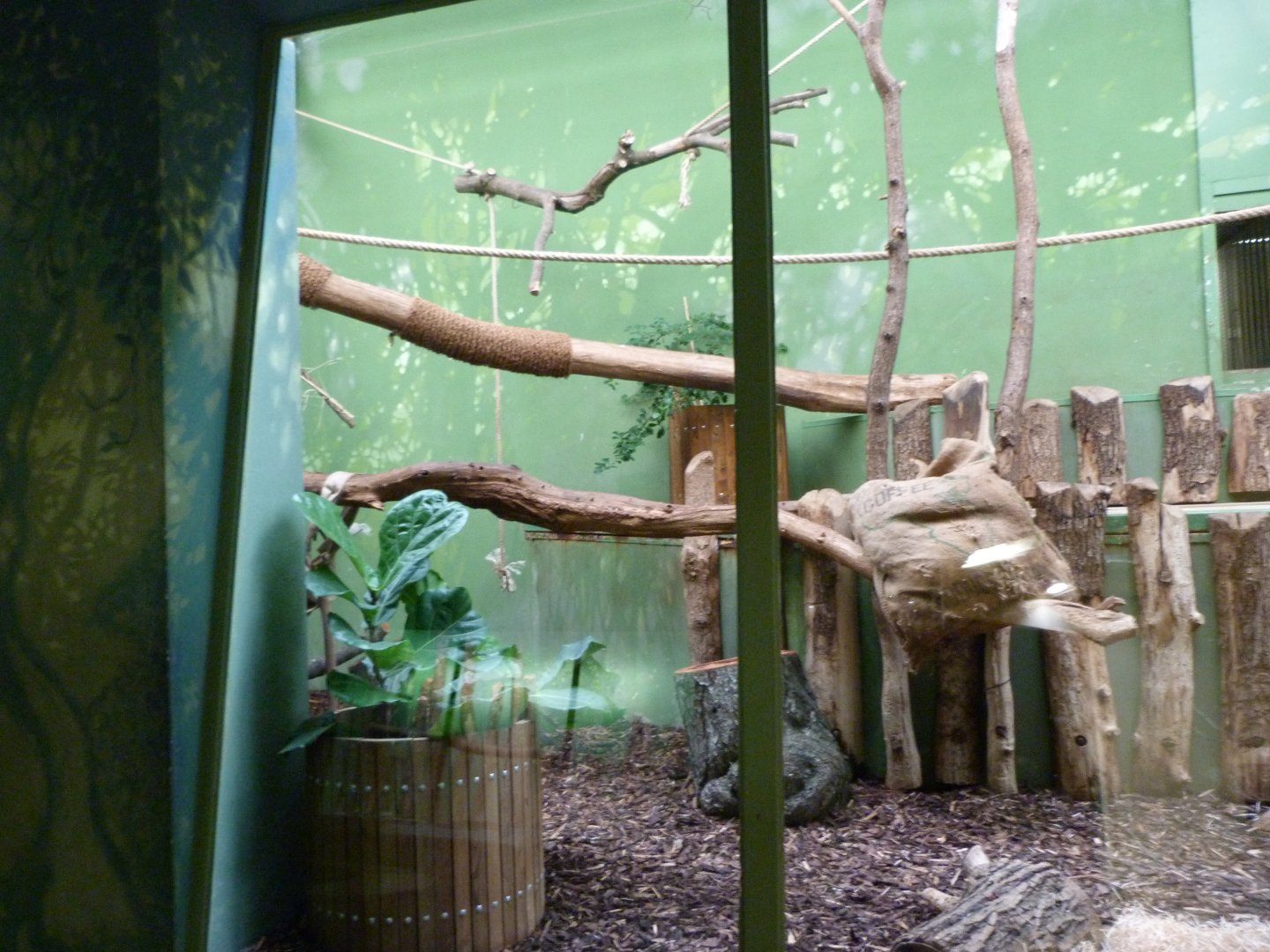 Fossa indoors exhibit -Zoo Praha (2025)