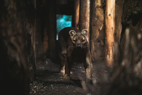 Fossa indoors