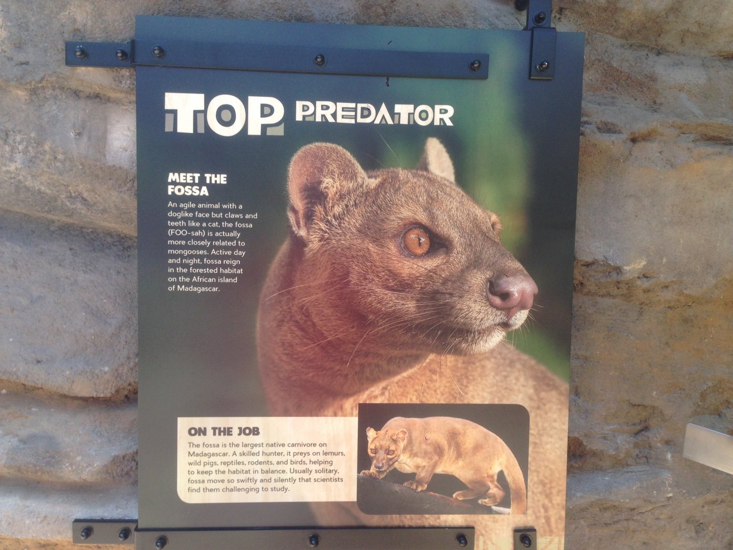 Fossa Info