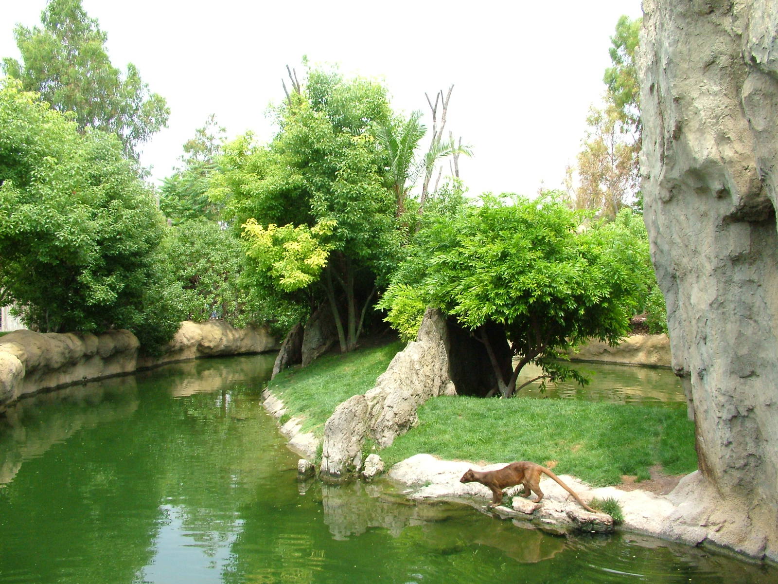 Fossa Island at Bioparc Valencia, 28/05/11