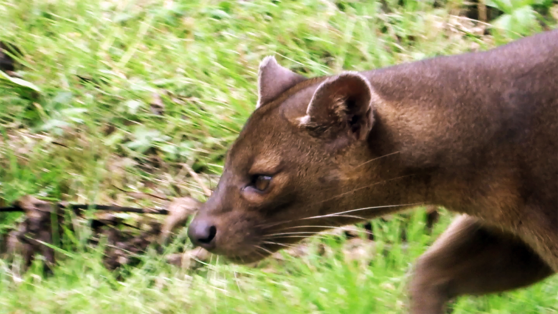 Fossa, July 2019