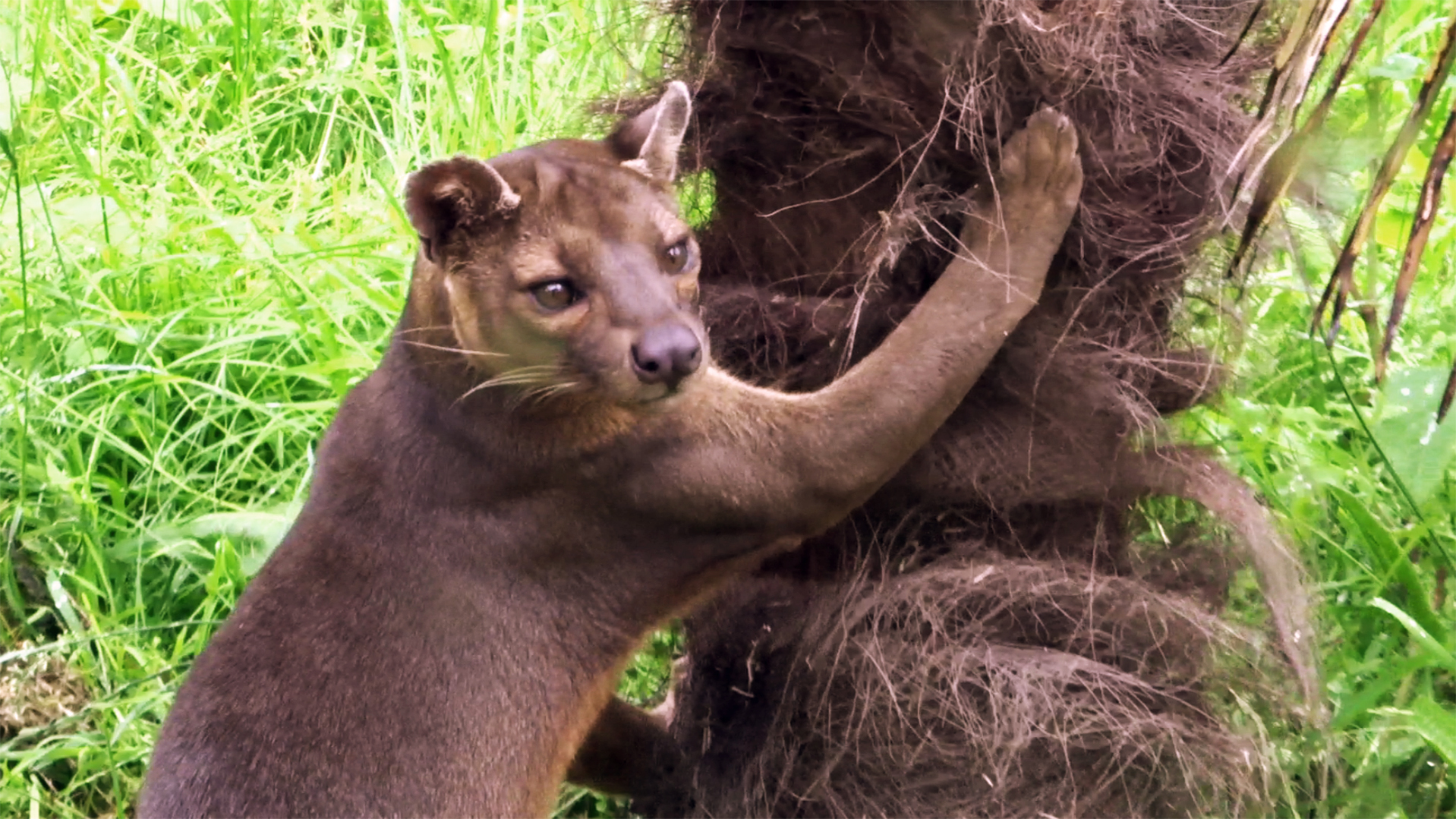 Fossa, July 2019